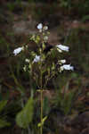 Manyflower beardtongue